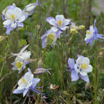 Aquilegia caerulea - Akelei