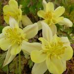 Akelei - Aquilegia chrysantha 'Yellow Queen'