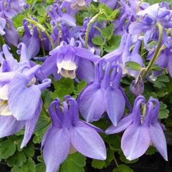 Aquilegia flabellata 'Ministar'