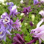 Aquilegia 'Biedermeier' - Akelei, alpenakelei