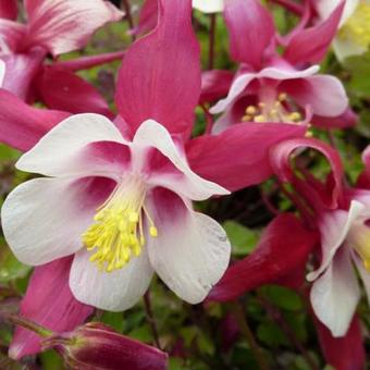 Aquilegia 'Crimson Star'