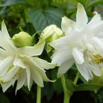 Aquilegia vulgaris 'Green Apples' - Akelei