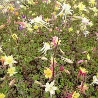 Aquilegia 'McKana Hybrids'