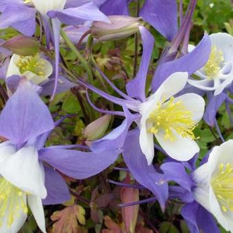 Aquilegia 'Mrs M. Nicholls'