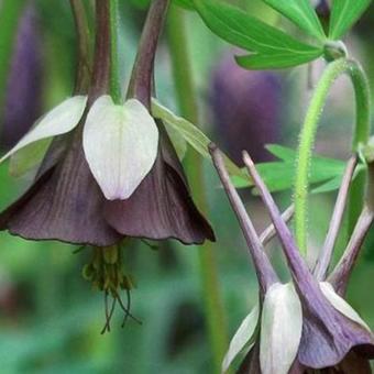 Aquilegia viridiflora 'Chocolate Soldier'