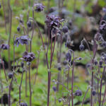 Akelei - Aquilegia vulgaris 'Black Barlow'