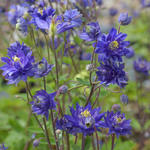 Aquilegia vulgaris 'CLEMENTINE Blue' - Akelei