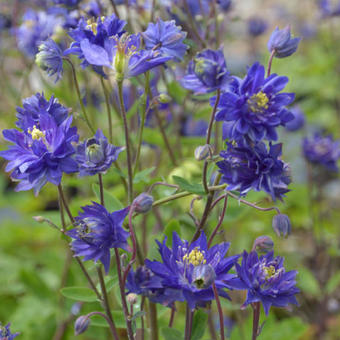 Aquilegia vulgaris 'CLEMENTINE Blue'