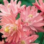 Aquilegia vulgaris 'CLEMENTINE Salmon Rose' - Akelei