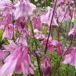 Aquilegia vulgaris 'Heidi' - Akelei