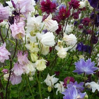 Aquilegia vulgaris 'Plena'