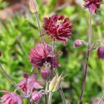 Aquilegia vulgaris 'Ruby Port' - Akelei