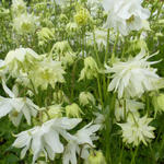 Aquilegia vulgaris 'White Barlow' - Akelei