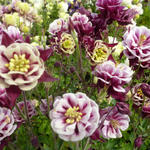 Aquilegia Vulgaris 'WINKY Double Red-White' - Akelei