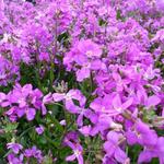 Arabis blepharophylla 'Frühlingszauber' - Rijstebrij, scheefkelk, rijstebrijplant