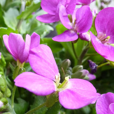 Arabis caucasica 'Pinkie' - Randjesbloem, rijstebrij