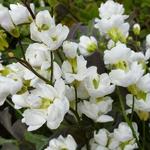 Arabis caucasica 'Plena' - Rijstebrij, scheefkelk, randjesbloem, rijstebrijplant