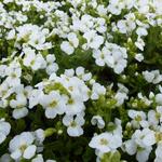 Arabis caucasica 'Schneehaube' - Rijstebrij, scheefkelk, rijstebrijplant