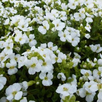 Arabis caucasica 'Schneehaube'