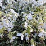 Arabis caucasica 'Variegata' - Rijstebrij, scheefkelk, rijstebrijplant - Arabis caucasica 'Variegata'