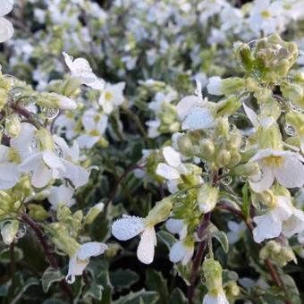 Arabis caucasica 'Variegata'