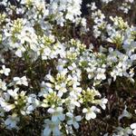 Arabis ferdinandi-coburgi ‘Variegata’ - Rijstebrij, scheefkelk, rijstebrijplant - Arabis ferdinandi-coburgi ‘Variegata’