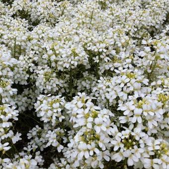 Arabis procurrens ‘Neuschnee’