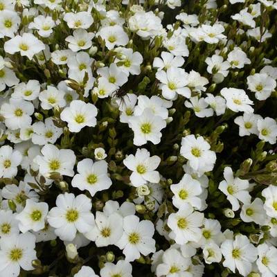 Arenaria montana - Zandkruid