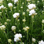 Armeria maritima 'Alba' - Engels gras - Armeria maritima 'Alba'