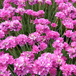 Armeria maritima 'Dusseldorfer Stolz' - Engels gras - Armeria maritima 'Dusseldorfer Stolz'