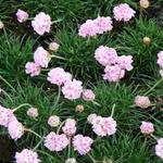 Armeria maritima 'Rosea Compacta' - Engels gras