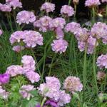 Armeria maritima 'Schöne von Fellbach' - Engels gras - Armeria maritima 'Schöne von Fellbach'