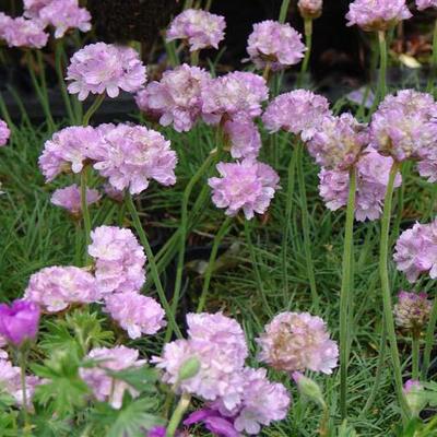 Engels gras - Armeria maritima 'Schöne von Fellbach'