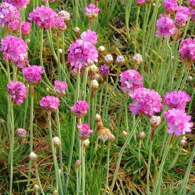 Armeria maritima 'Splendens' - Engels gras