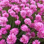 Armeria maritima 'Vesuv' - Engels gras - Armeria maritima 'Vesuv'