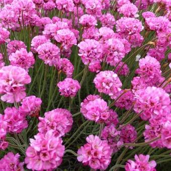 Armeria maritima 'Vesuv'