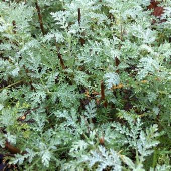 Artemisia abrotanum 'Courson'