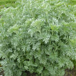 Artemisia absinthium - Alsem, absinth - Artemisia absinthium