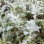 Artemisia arborescens 'Little Mice' - Alsem - Artemisia arborescens 'Little Mice'