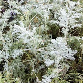 Artemisia arborescens 'Little Mice'