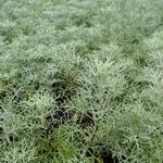 Artemisia 'Canescens' - Alsem - Artemisia 'Canescens'