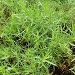 Artemisia dracunculus - Dragon - Artemisia dracunculus
