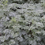 Alsem - Artemisia 'Powis Castle'