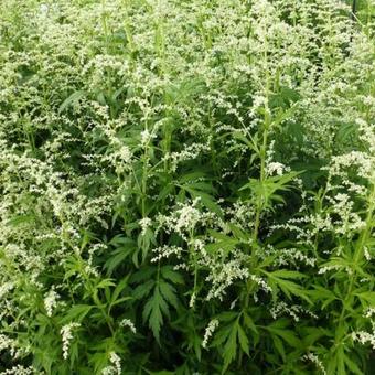 Artemisia lactiflora