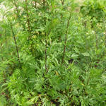 Bijvoet - Artemisia vulgaris