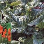 Aronskelk - Arum italicum