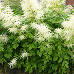 Aruncus dioicus - Geitenbaard - Aruncus dioicus