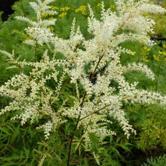 Aruncus dioicus 'Kneiffii'