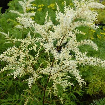 Aruncus dioicus 'Kneiffii' - Geitenbaard