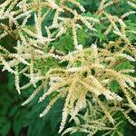 Aruncus 'Horatio' - Geitenbaard - Aruncus 'Horatio'